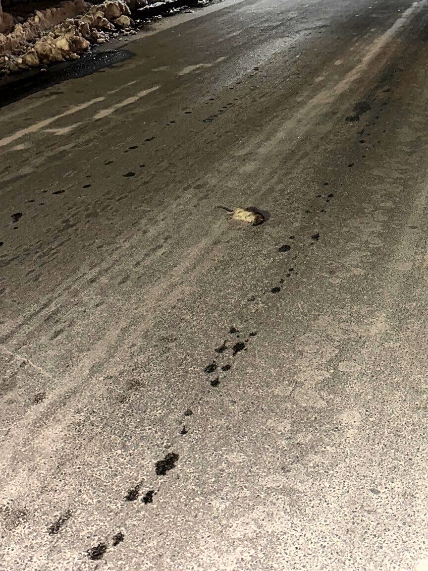 Image submitted with report