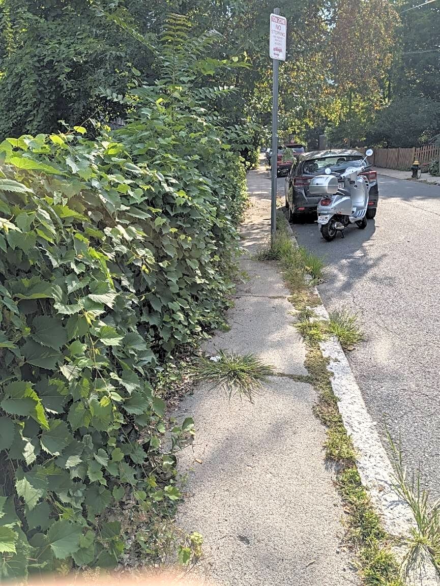 Image submitted with report