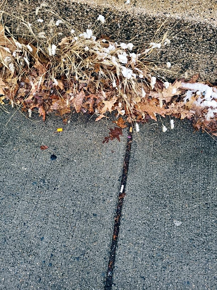 Image submitted with report