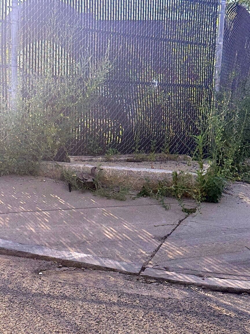 Image submitted with report