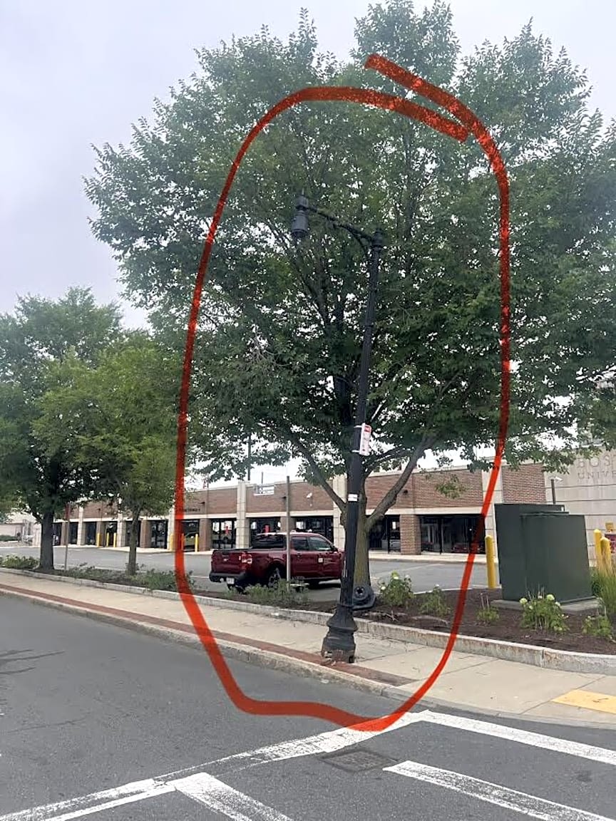 Image submitted with report
