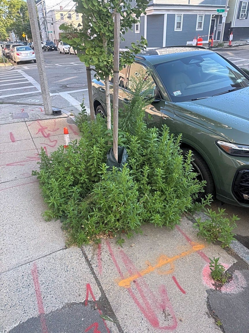 Image submitted with report