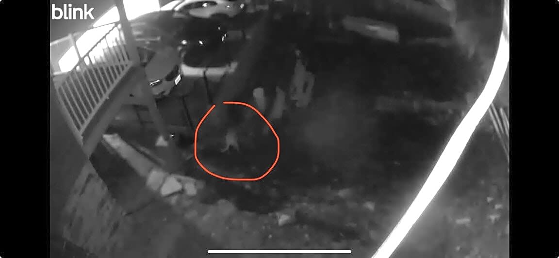 Image submitted with report