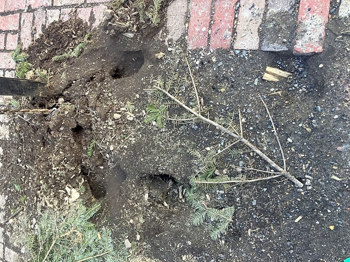 Image submitted with report