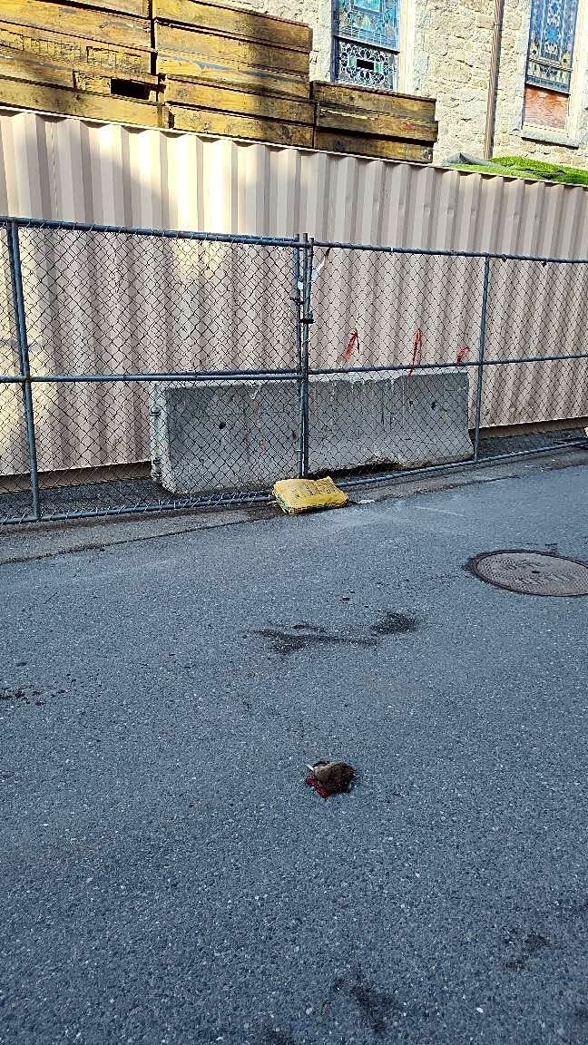 Image submitted with report