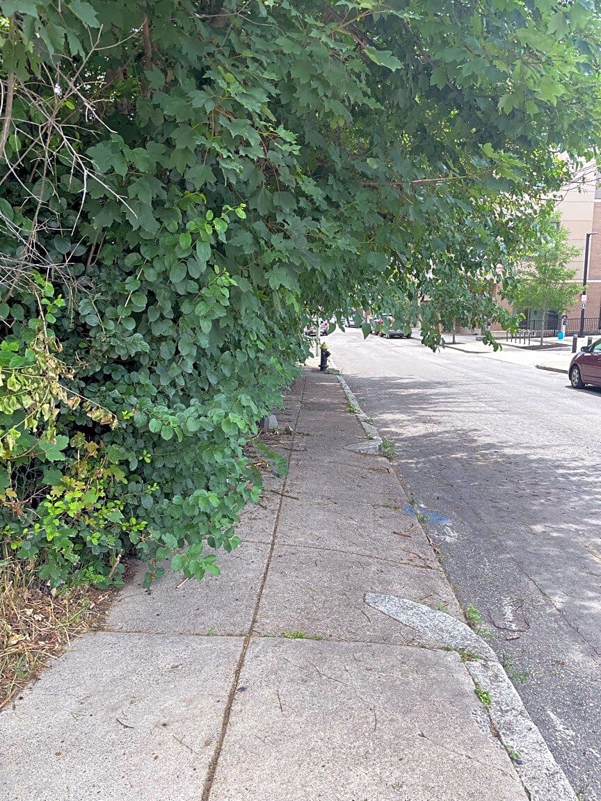 Image submitted with report