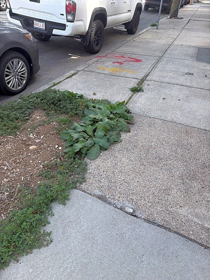 Image submitted with report