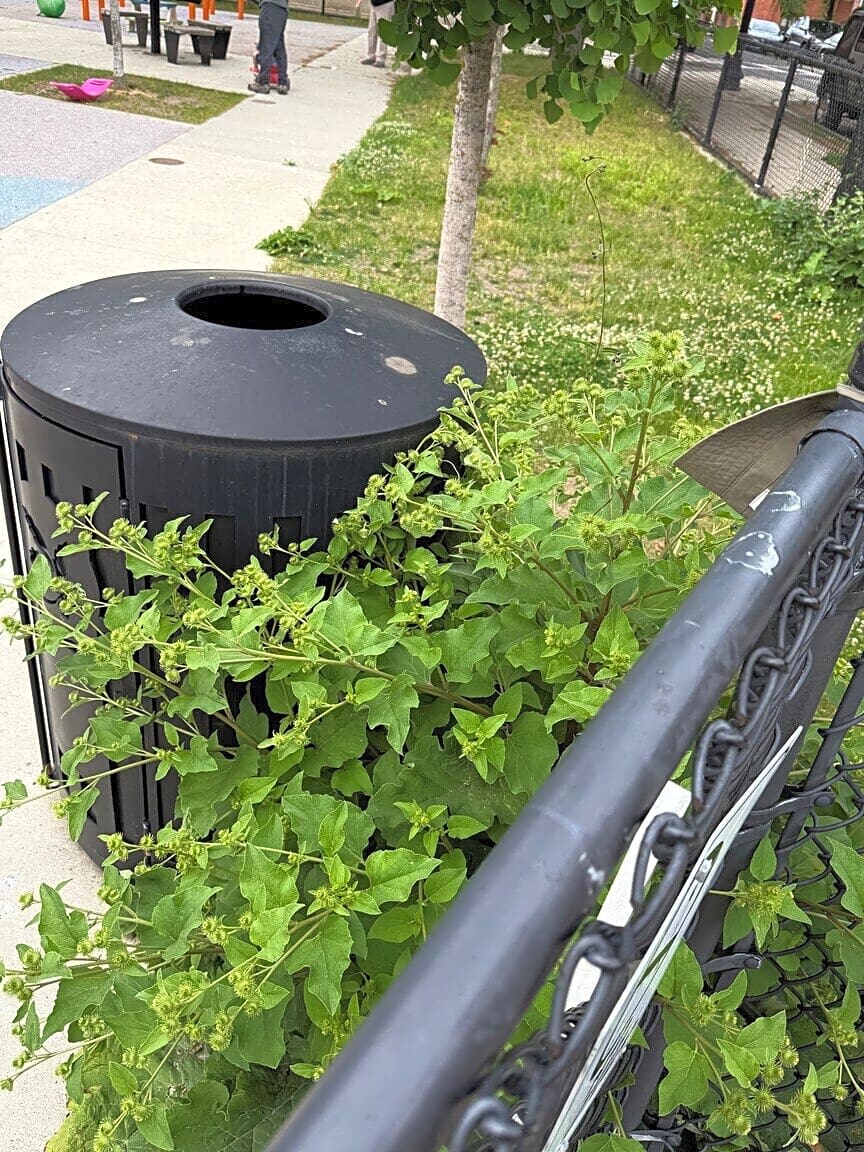 Image submitted with report