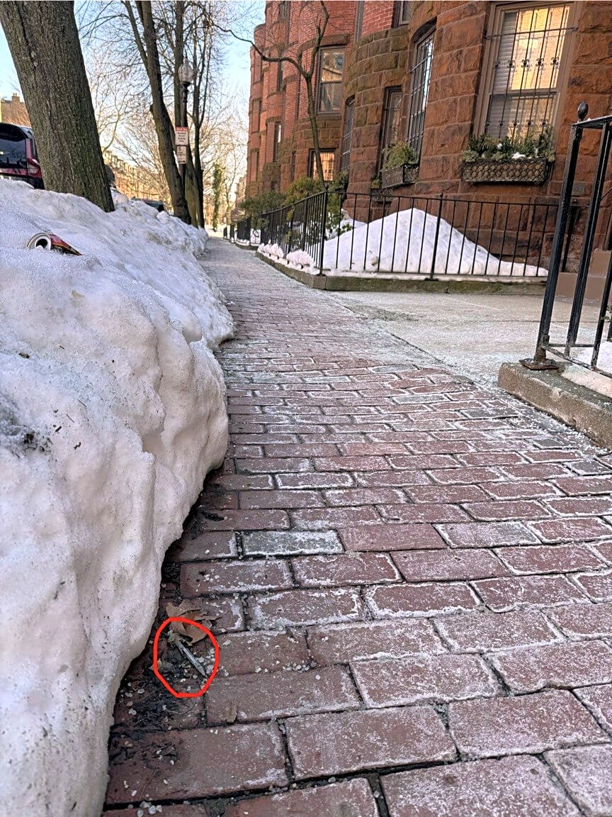 Image submitted with report