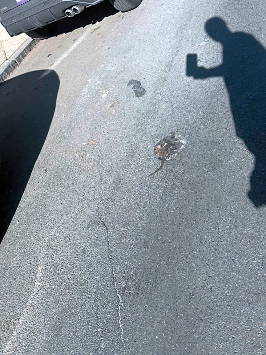 Image submitted with report