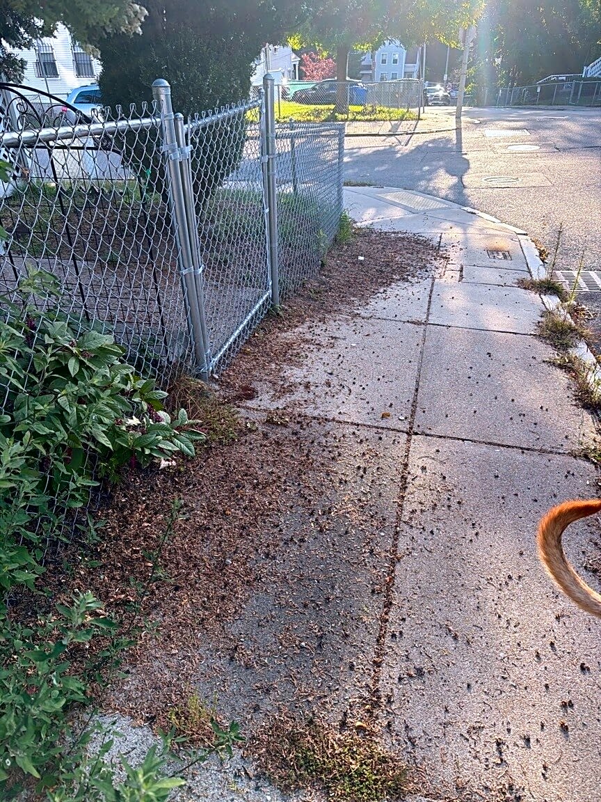 Image submitted with report