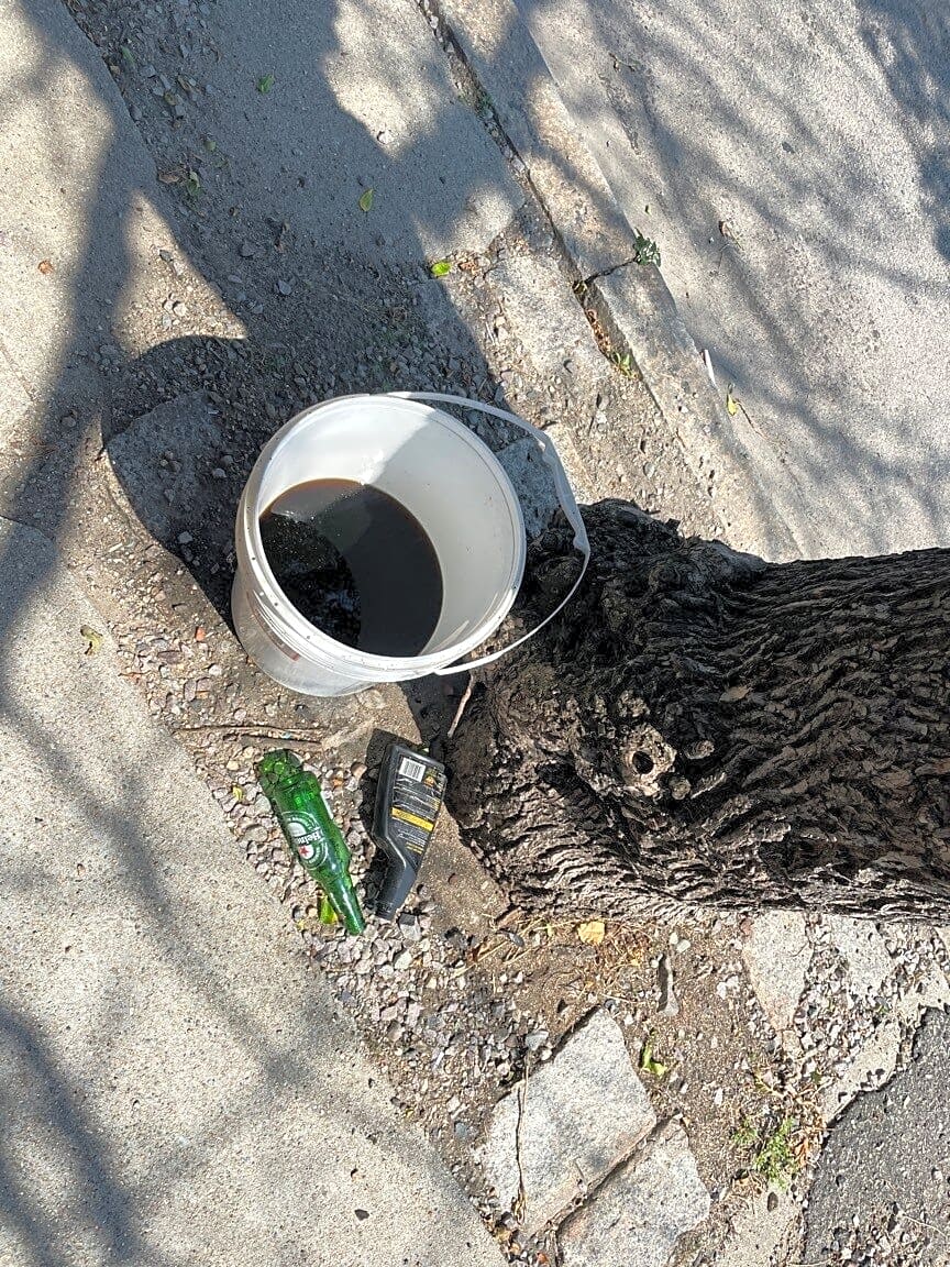 Image submitted with report