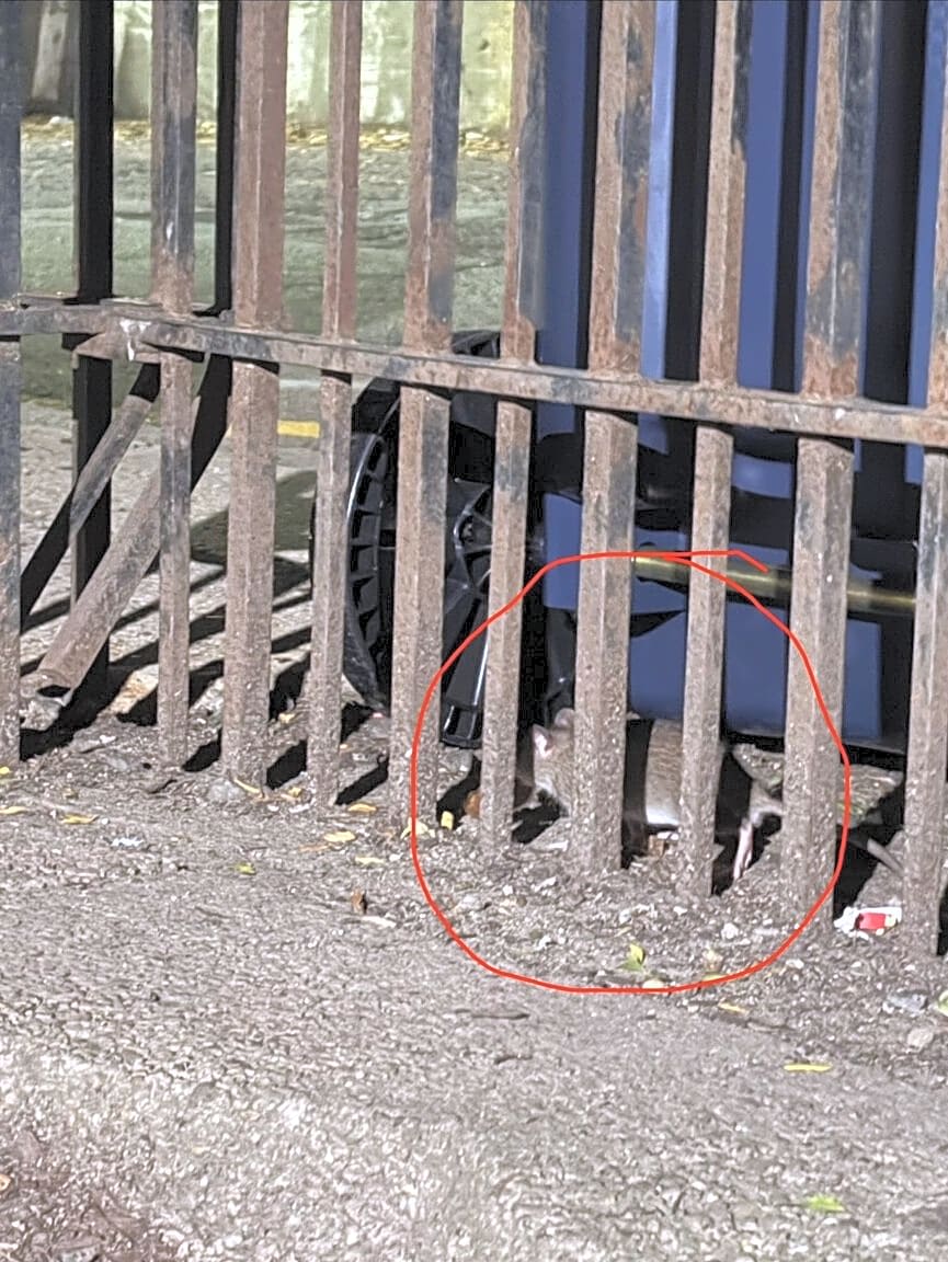 Image submitted with report