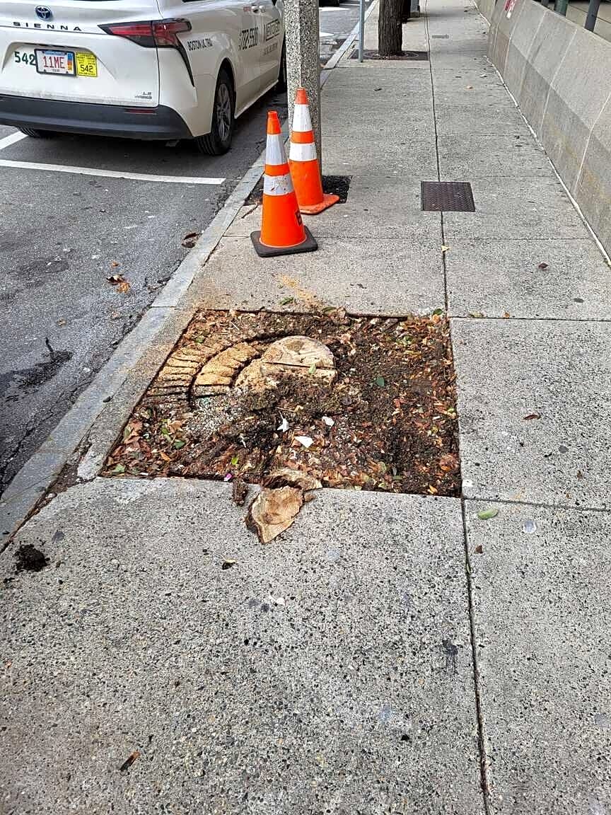 Image submitted with report