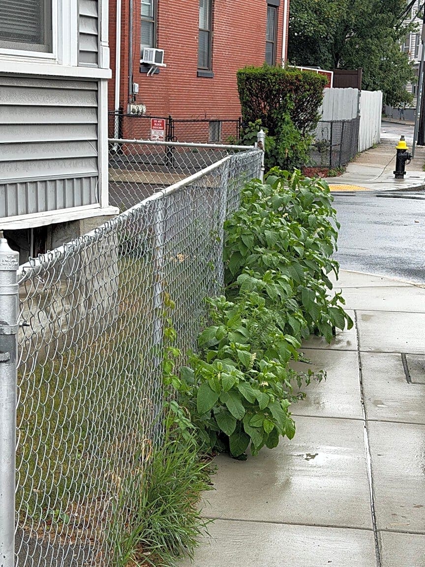 Image submitted with report