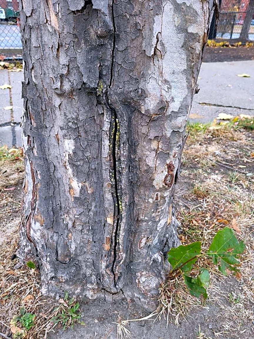 Image submitted with report