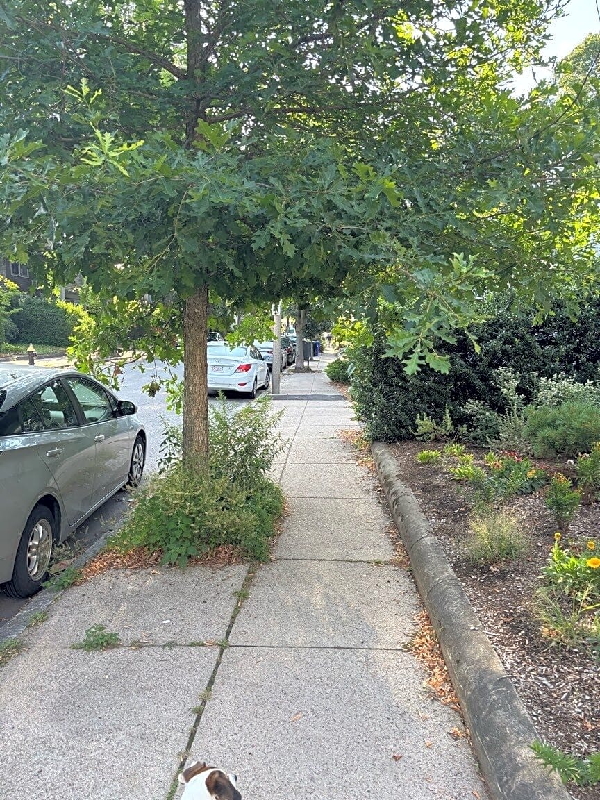 Image submitted with report