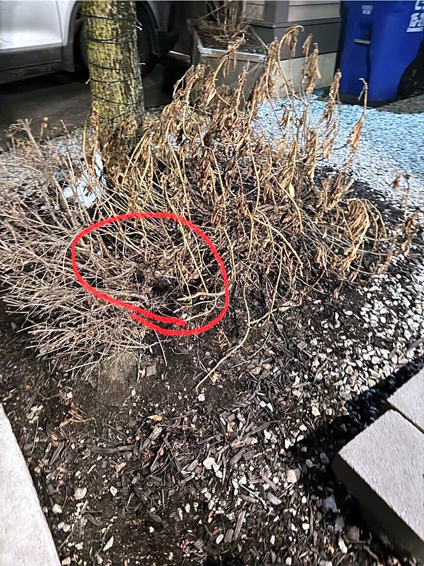 Image submitted with report