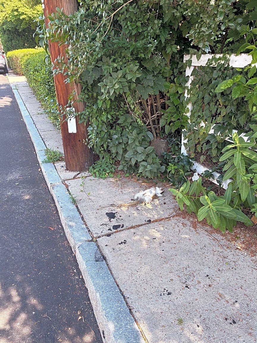 Image submitted with report