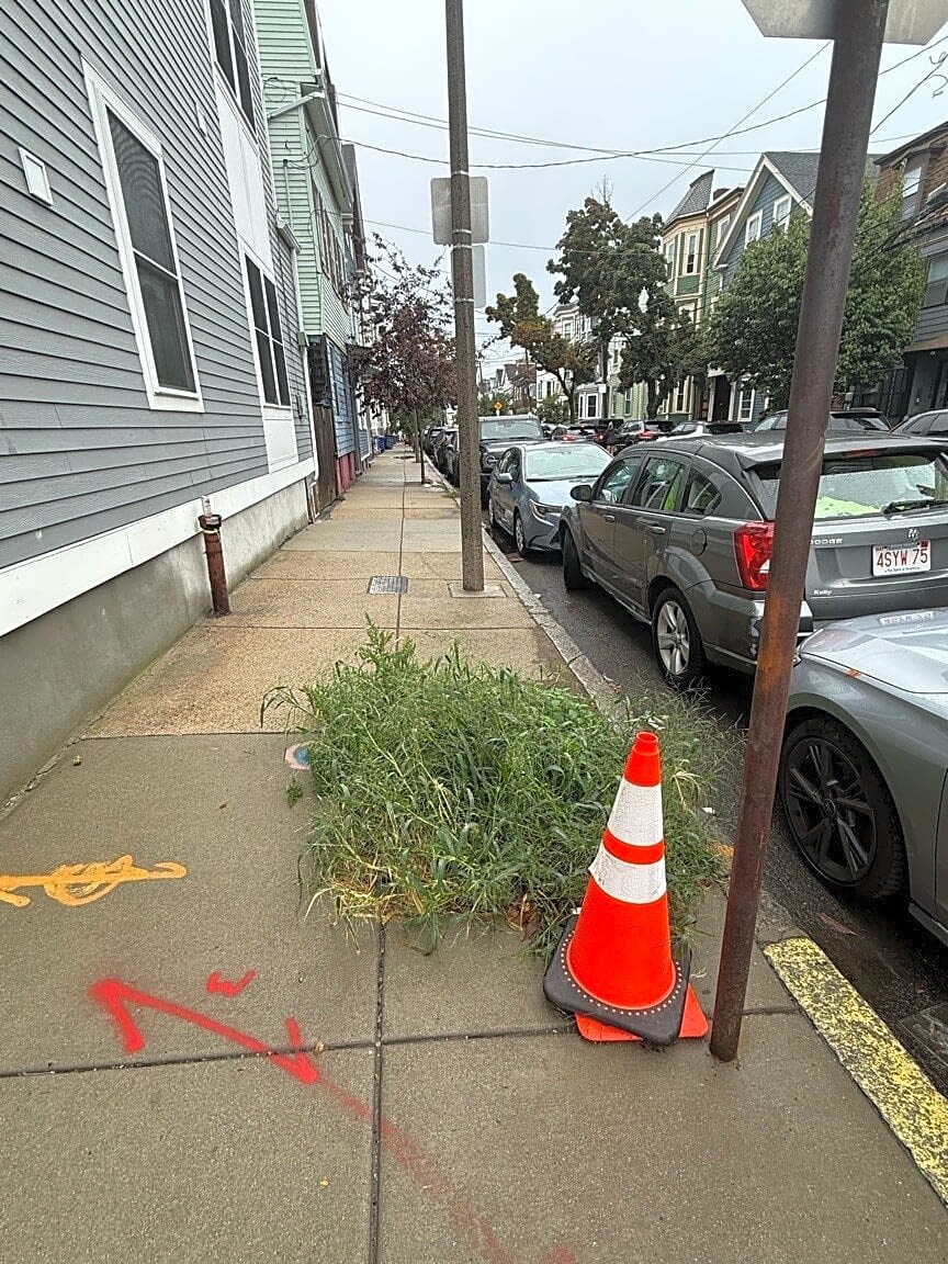 Image submitted with report