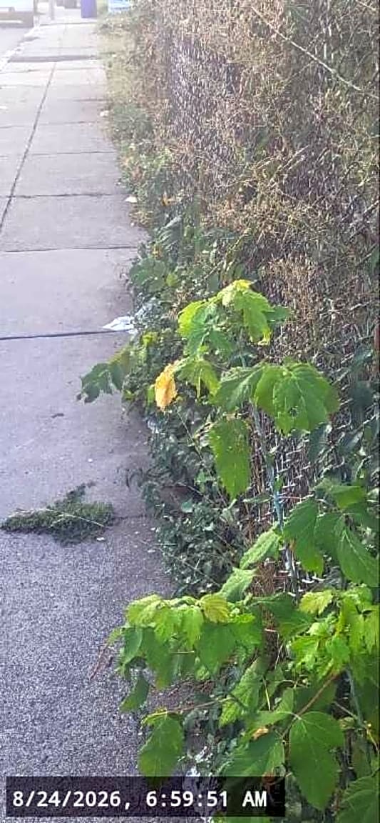 Image submitted with report