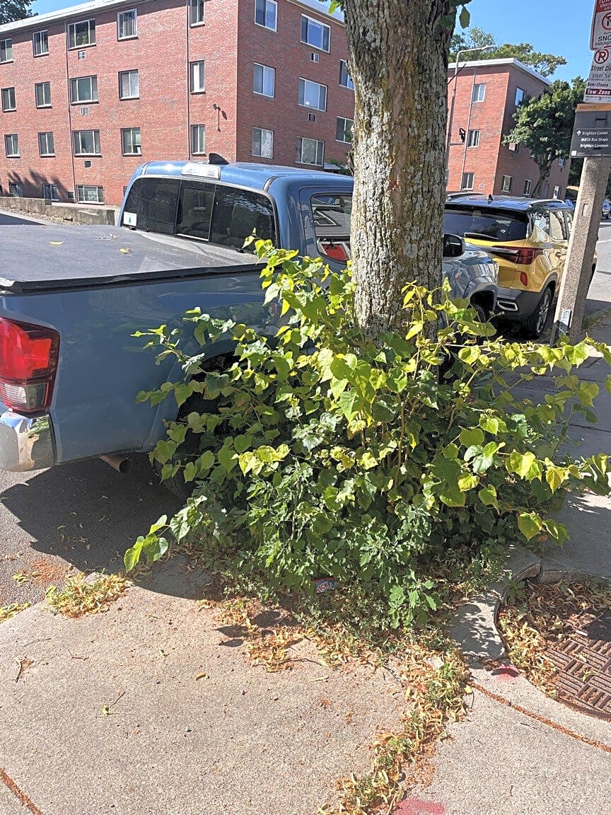 Image submitted with report