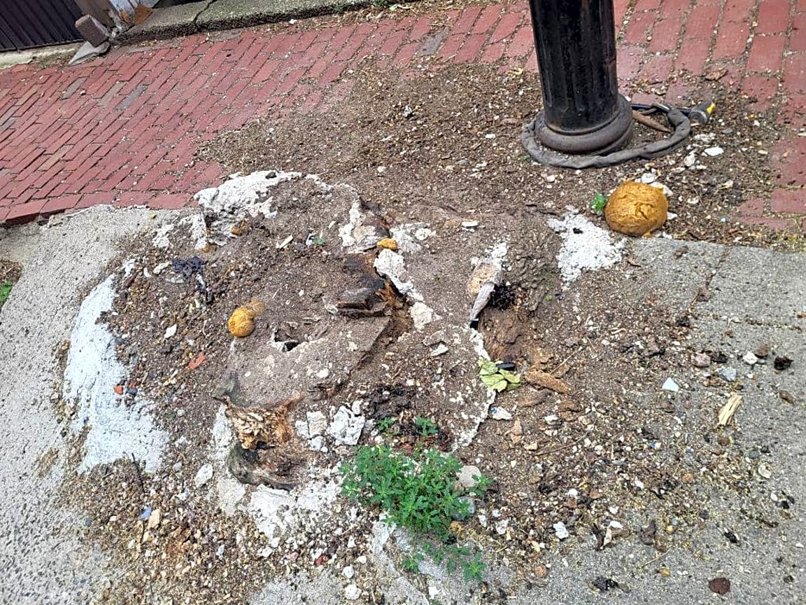 Image submitted with report