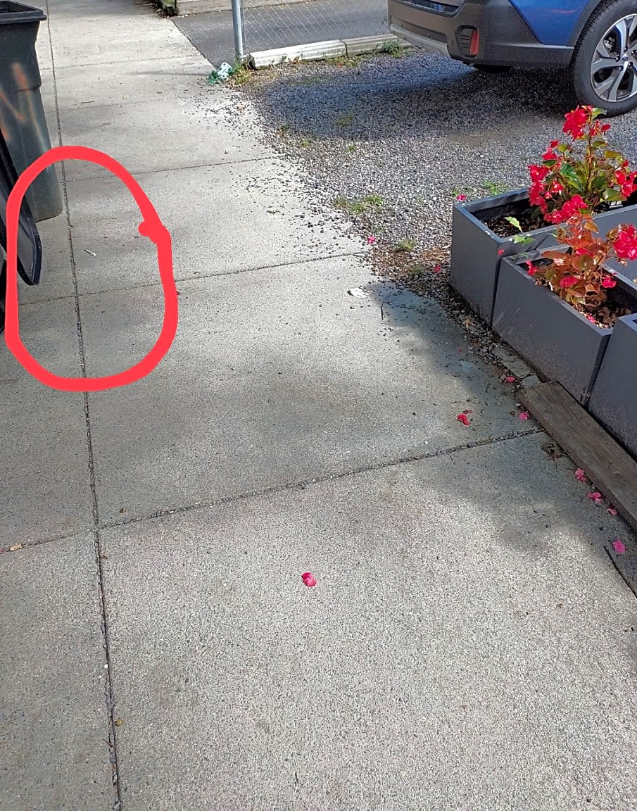 Image submitted with report