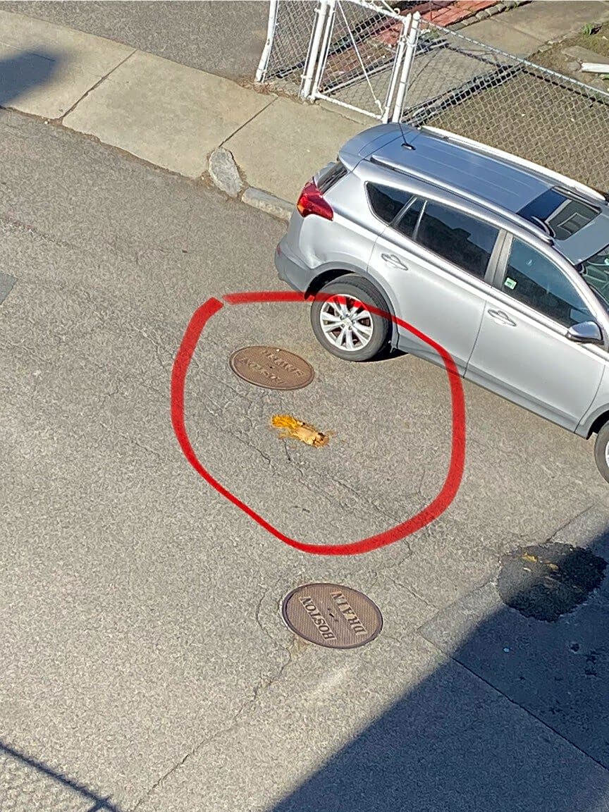 Image submitted with report