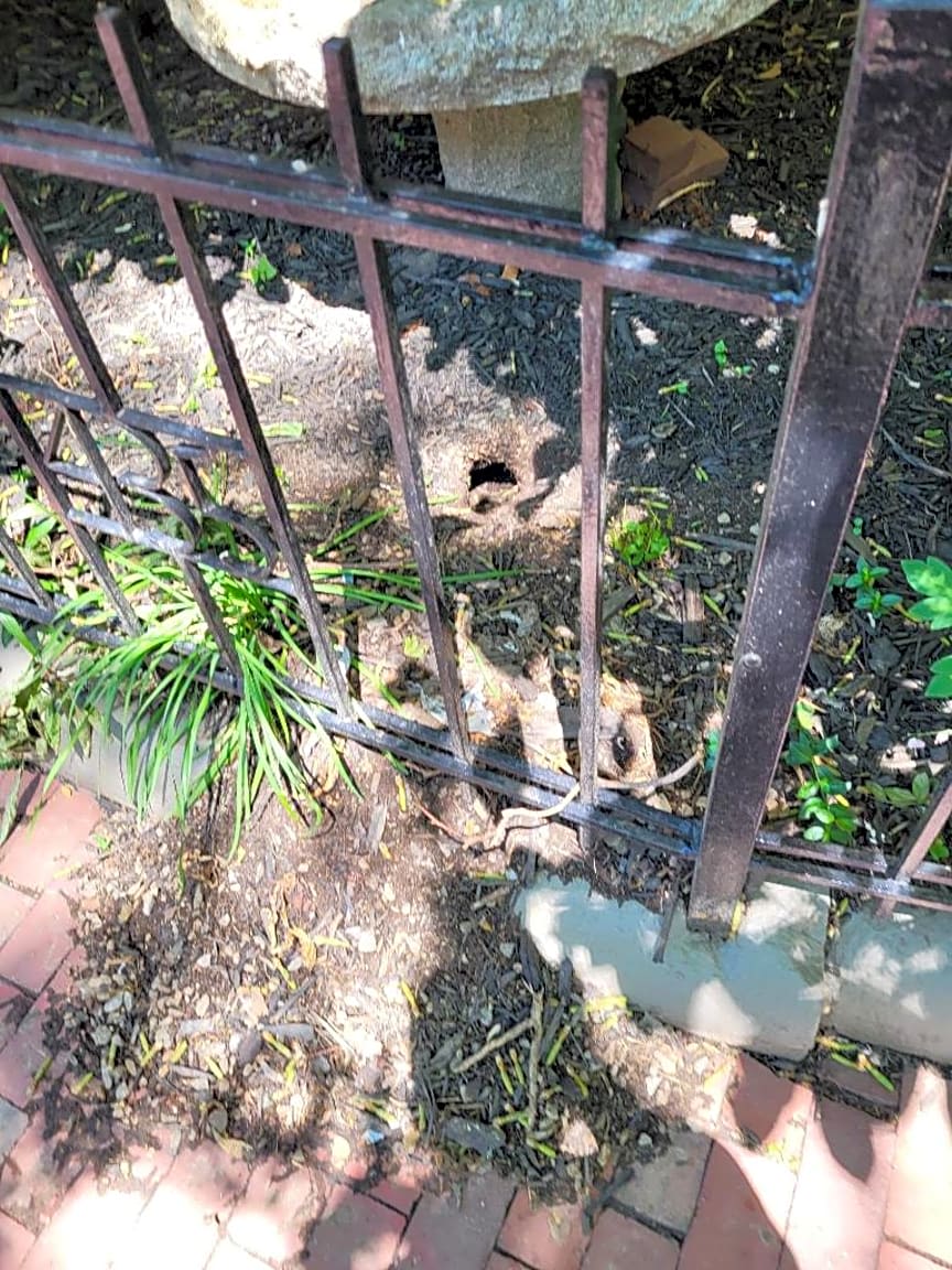 Image submitted with report