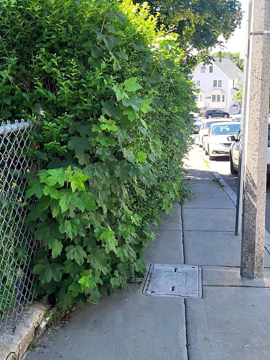 Image submitted with report