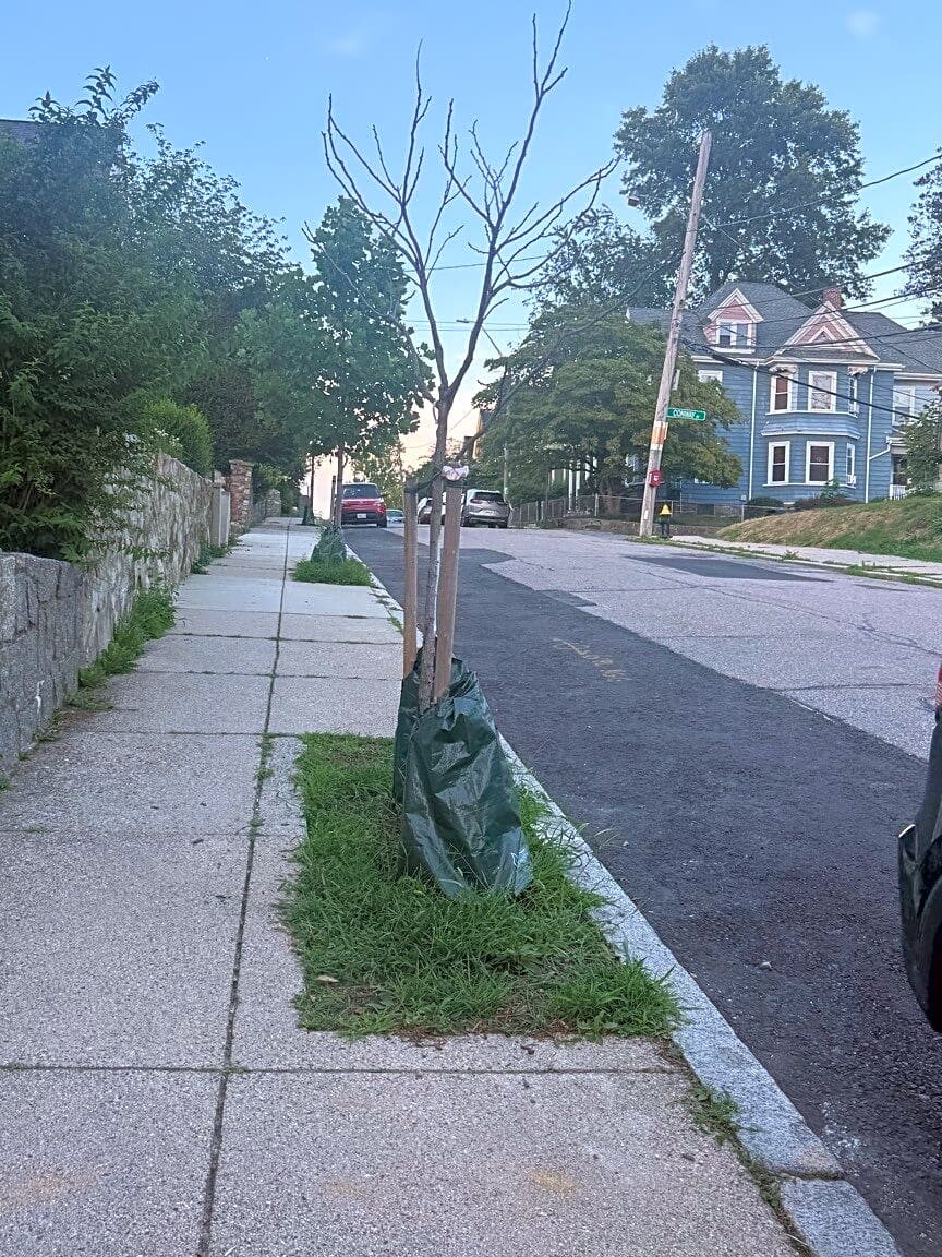 Image submitted with report