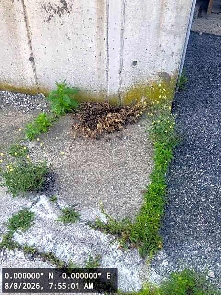 Image submitted with report