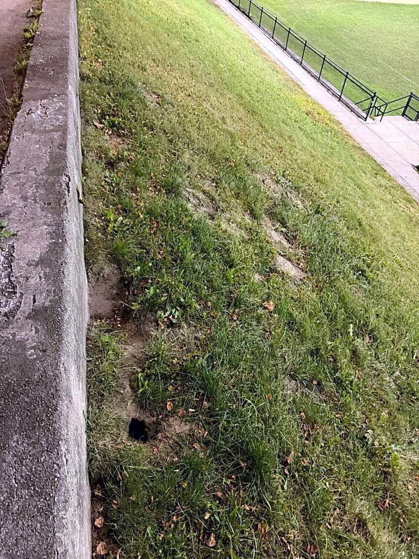 Image submitted with report
