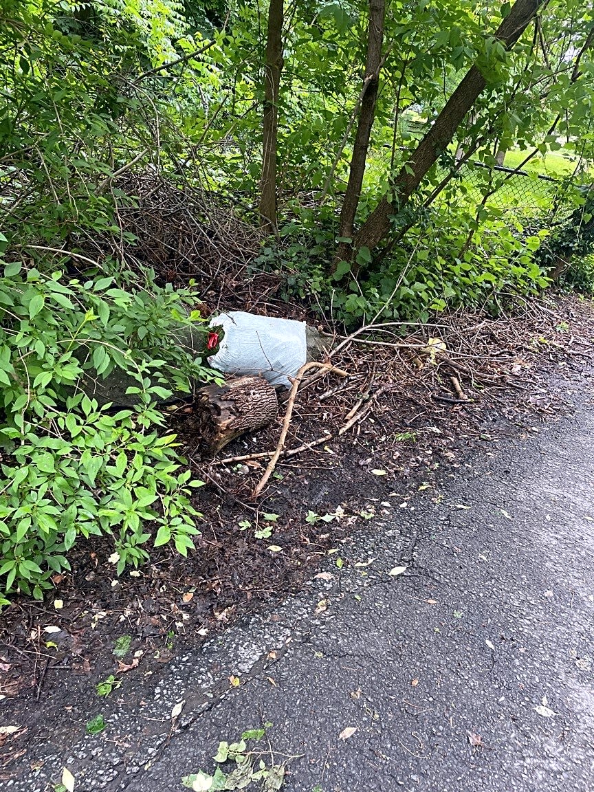 Image submitted with report
