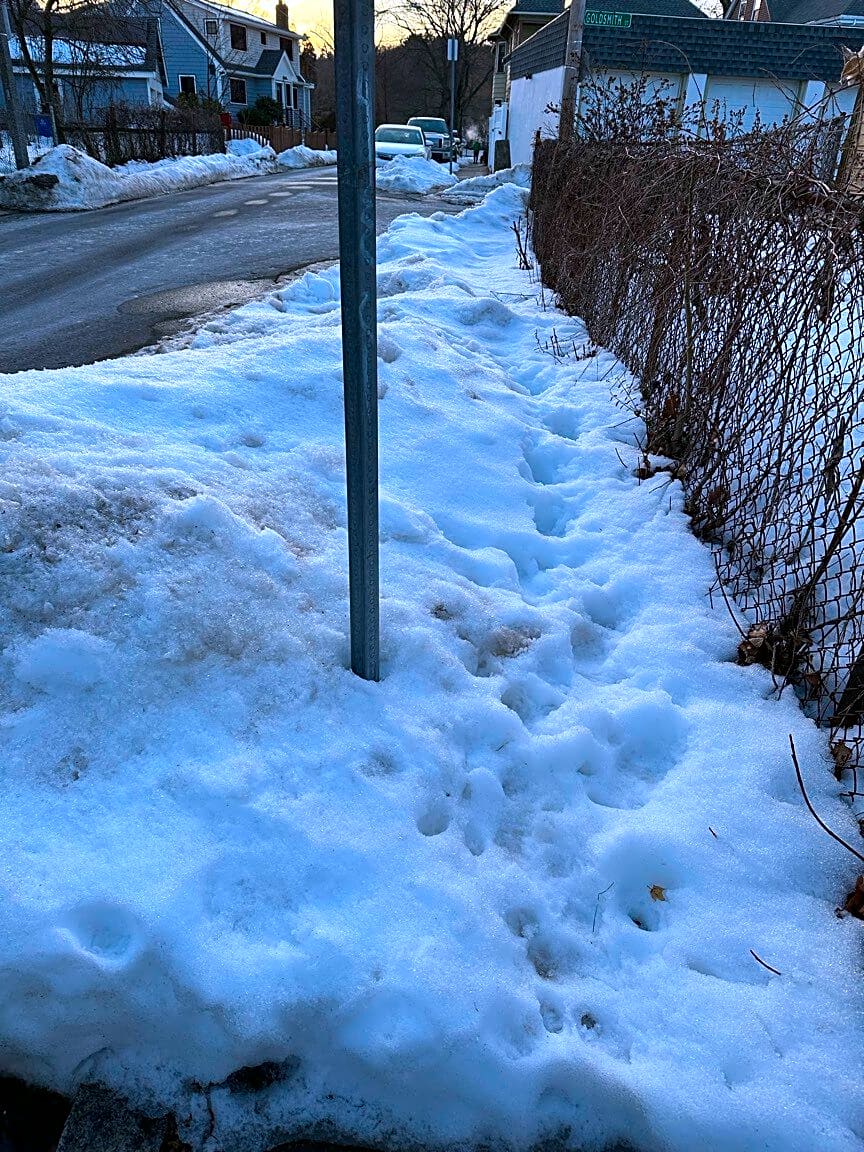 Image submitted with report