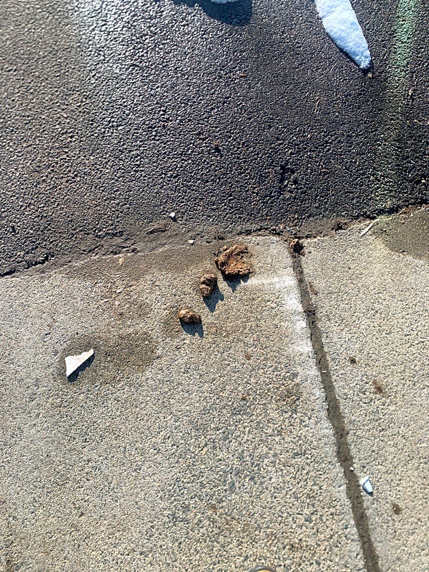 Image submitted with report