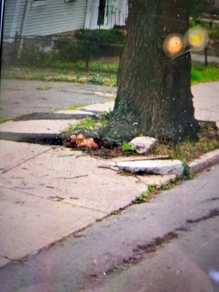 Image submitted with report