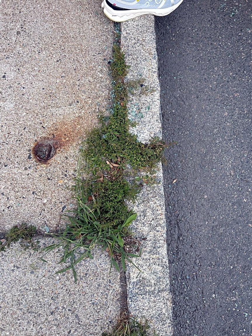 Image submitted with report