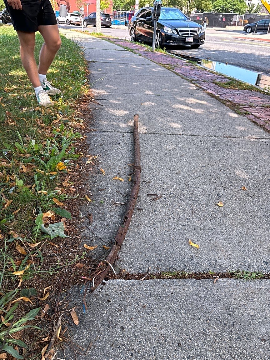 Image submitted with report