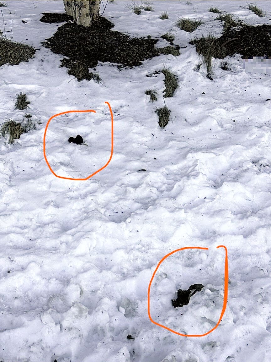 Image submitted with report