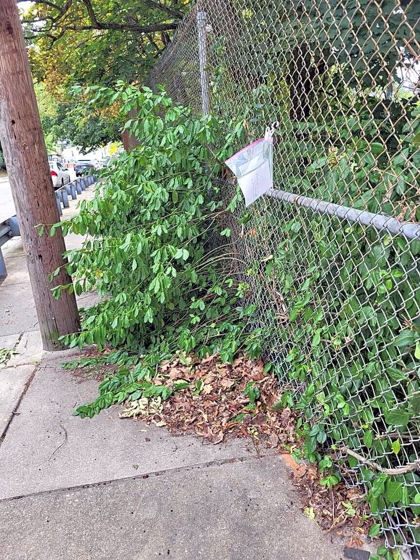 Image submitted with report