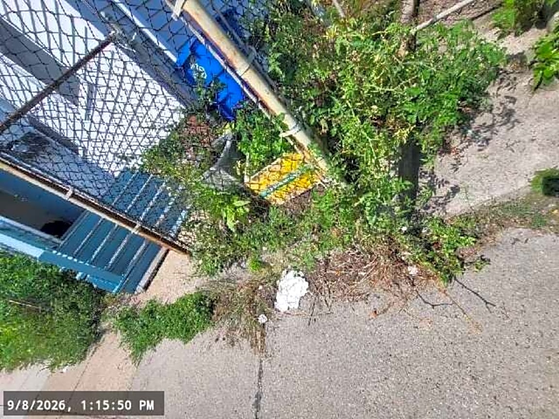 Image submitted with report