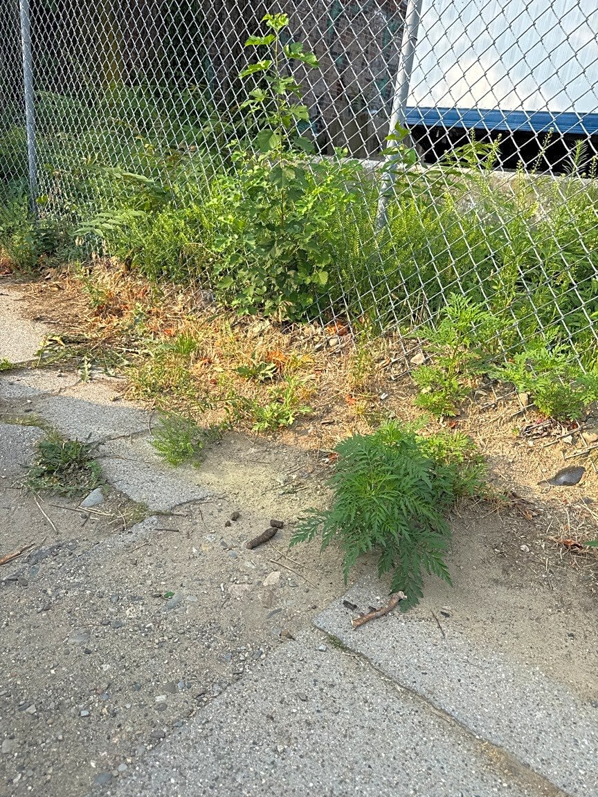 Image submitted with report