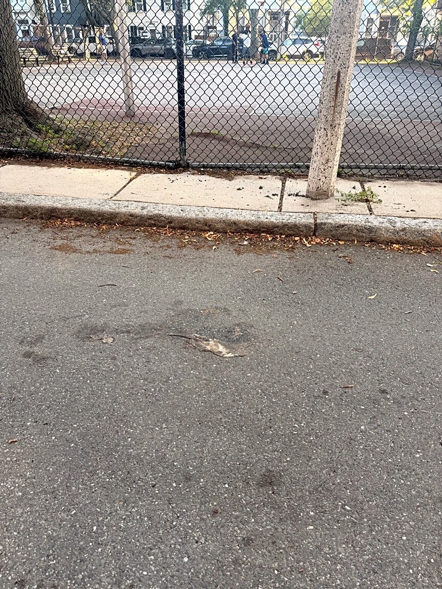 Image submitted with report