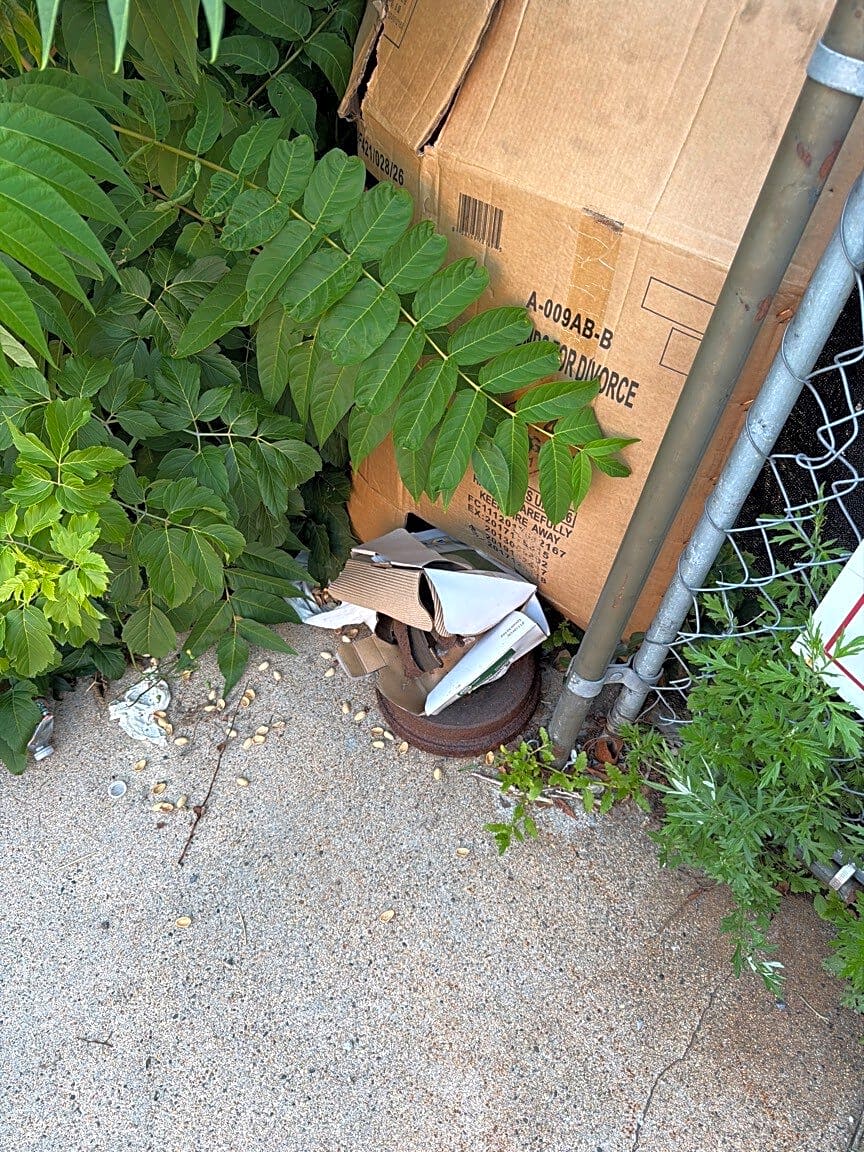 Image submitted with report