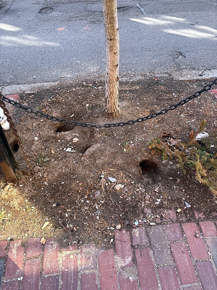 Image submitted with report