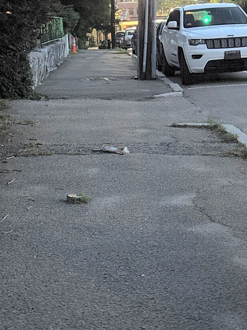 Image submitted with report