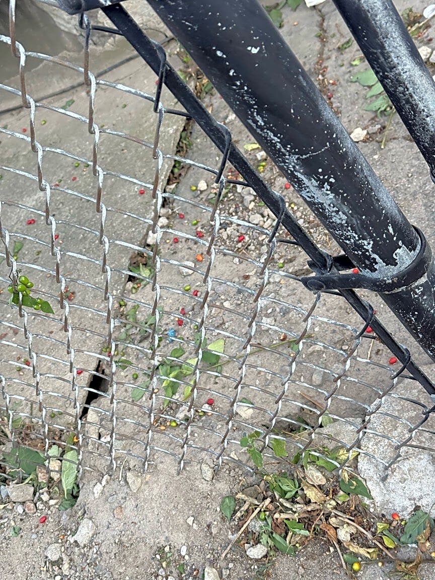 Image submitted with report