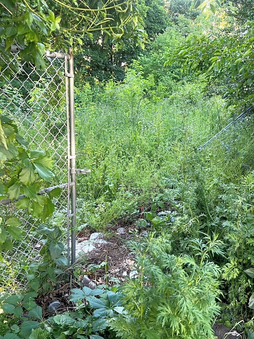 Image submitted with report